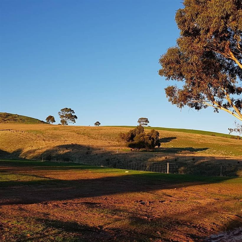 Golden summer paddocks and a lone gum tree