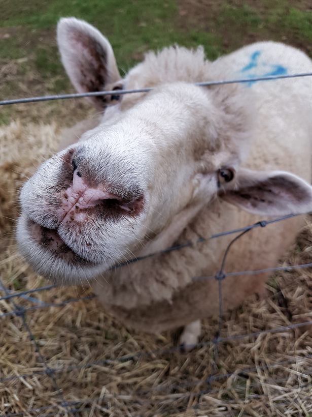 Close-up of a curious sheep