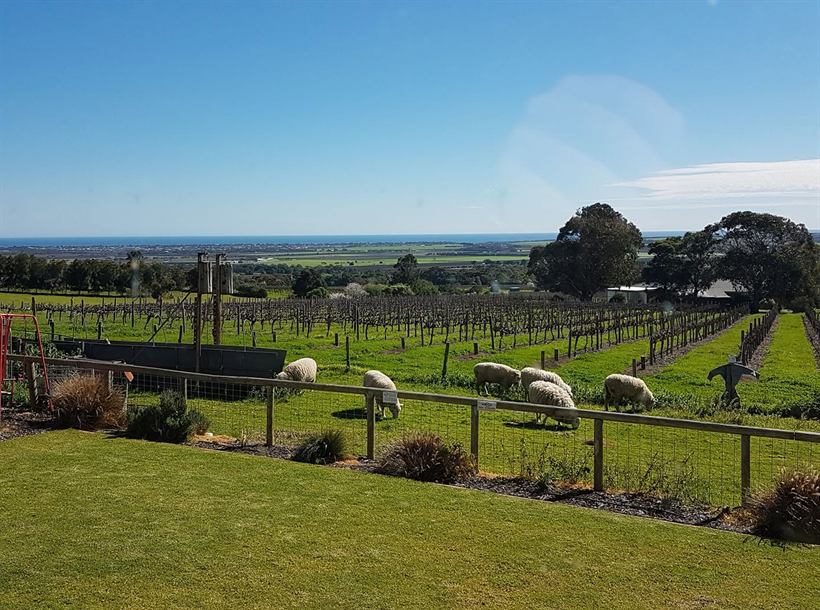 Sheep grazing on green grass beside the vineyard
