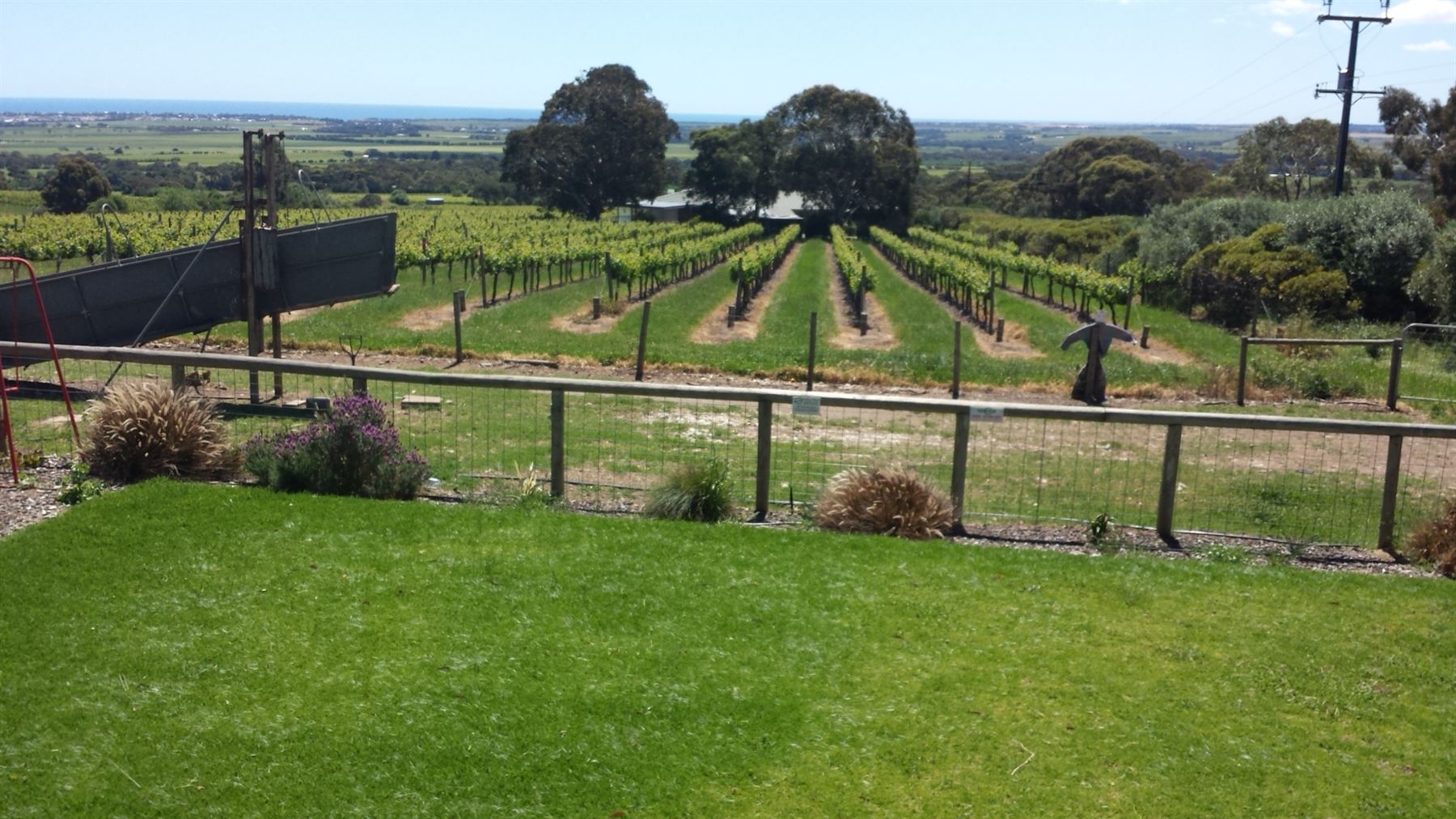 Green lawn and fenced vineyard rows running down toward the coast at Ashley Hills Estate