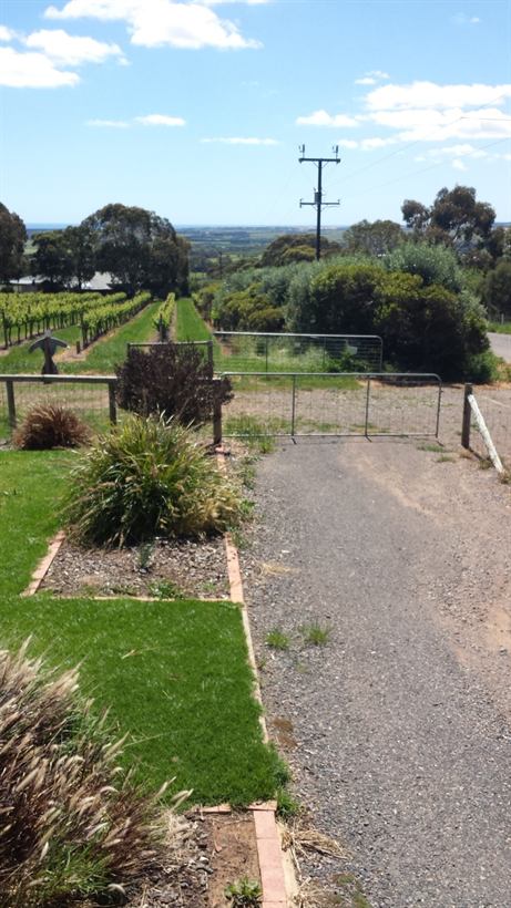 Gravel path between garden beds leading to the vineyard